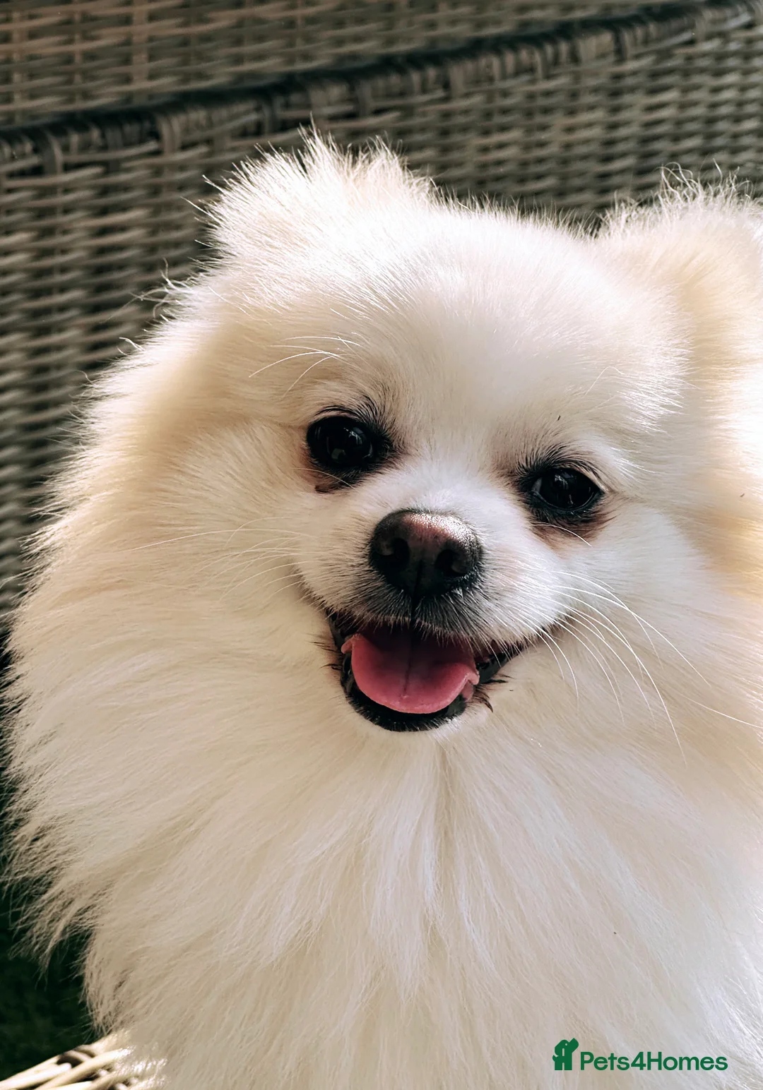 Pomeranian dogs for stud:  White Pomeranian dog “Proven, experienced STUD” in Ilford - Advert 12