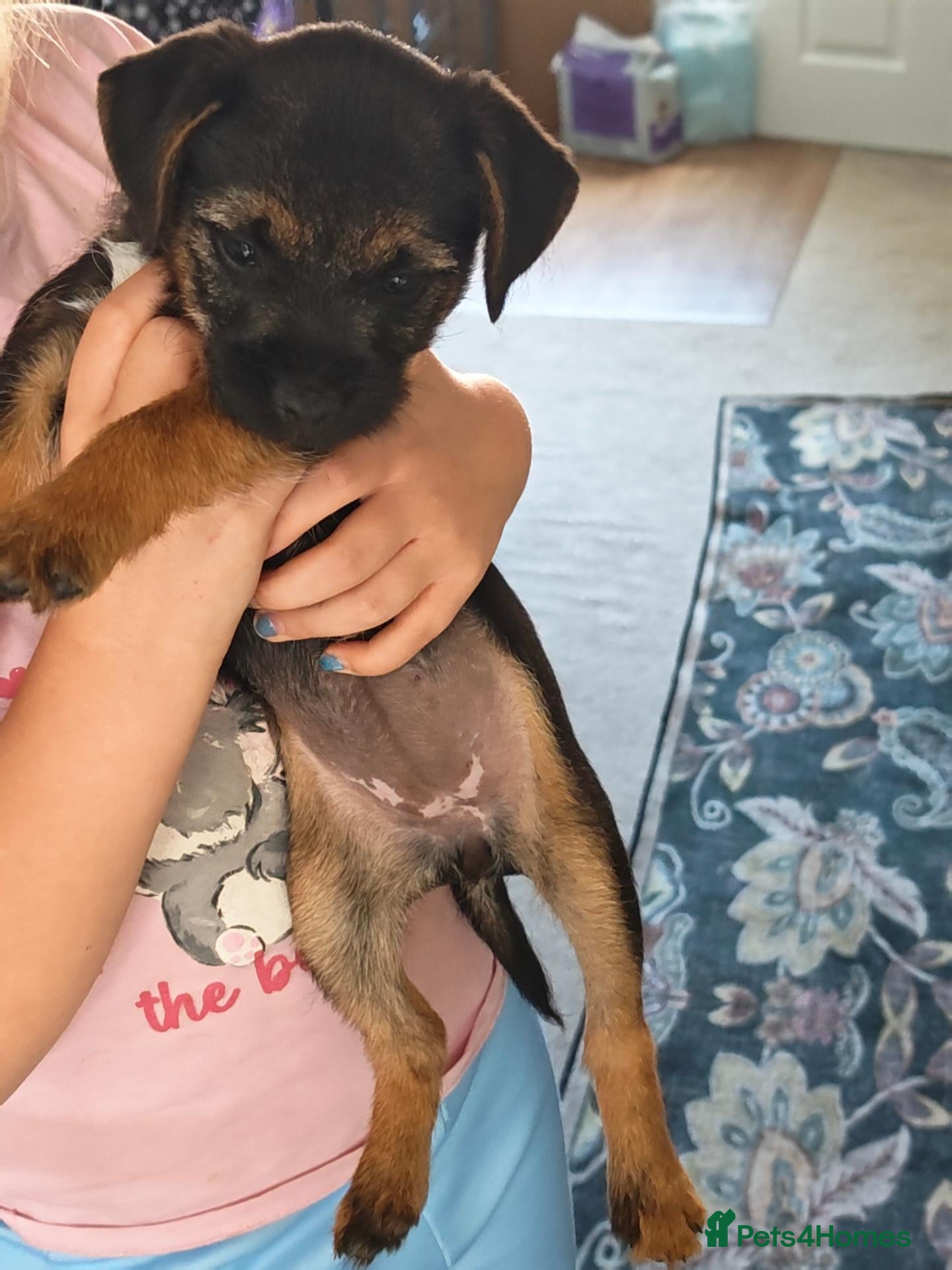 Border Terrier dogs Border terrier bitch pup, KC Reg Slem clear  - Advert 11