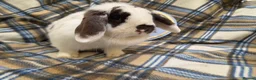Mini Lop rabbits for sale: Mini lop doe - Advert 3