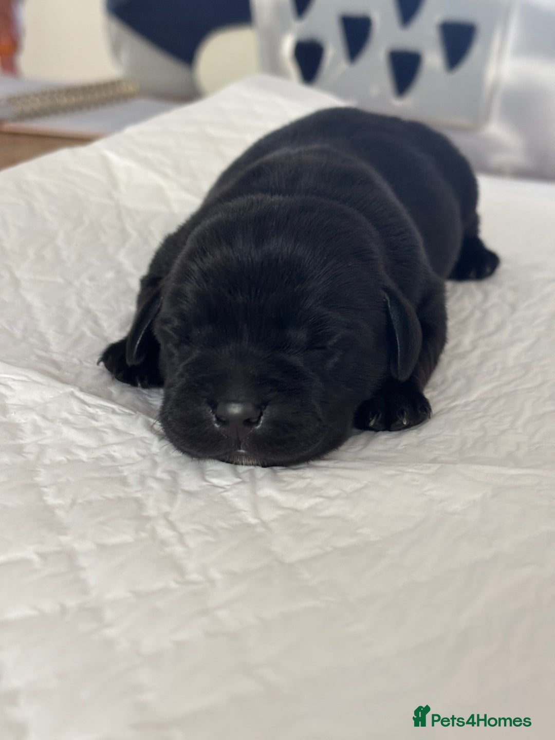 Labrador Retriever dogs for sale: Pedigree Labrador Retriever Puppies - Image 5
