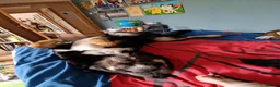 Mixed Breed dogs for stud: Strider Maclean in Isle of Barra - Advert 8