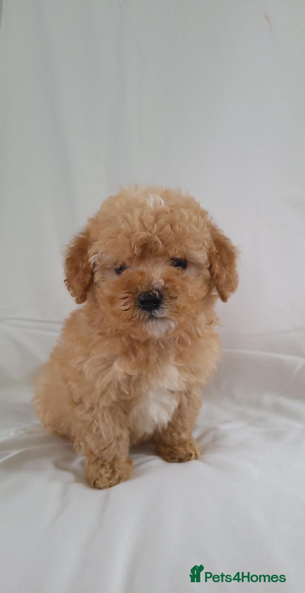 Cavapoo dogs Cavapoo puppies 5🌟 licence breeder  - Advert 1