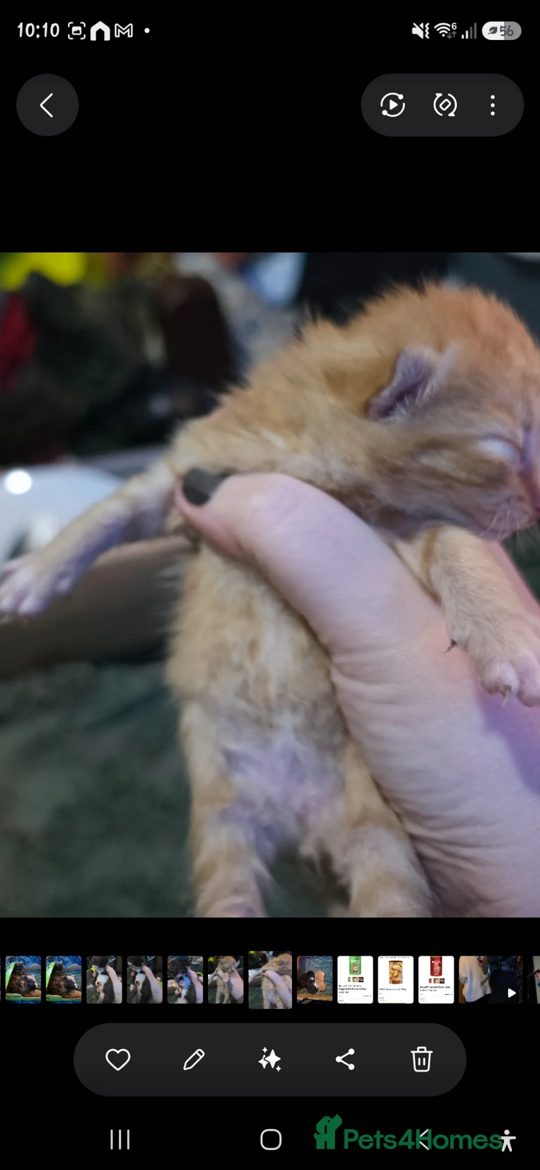 Mixed Breed cats for sale: 2 beautiful male kittens  - Advert 2