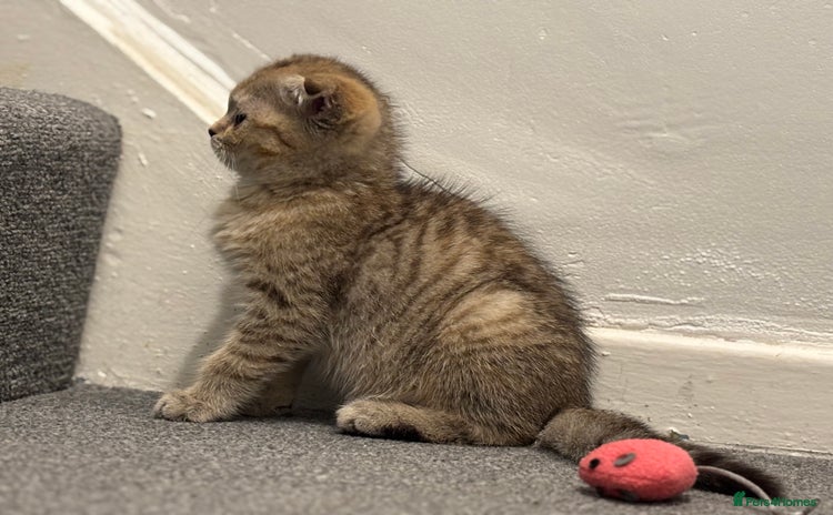 Scottish Fold cats - Advert 3