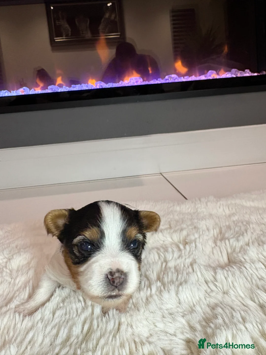 Yorkshire Terrier dogs for sale: Pure Biewer York Terriers for sale - Advert 15