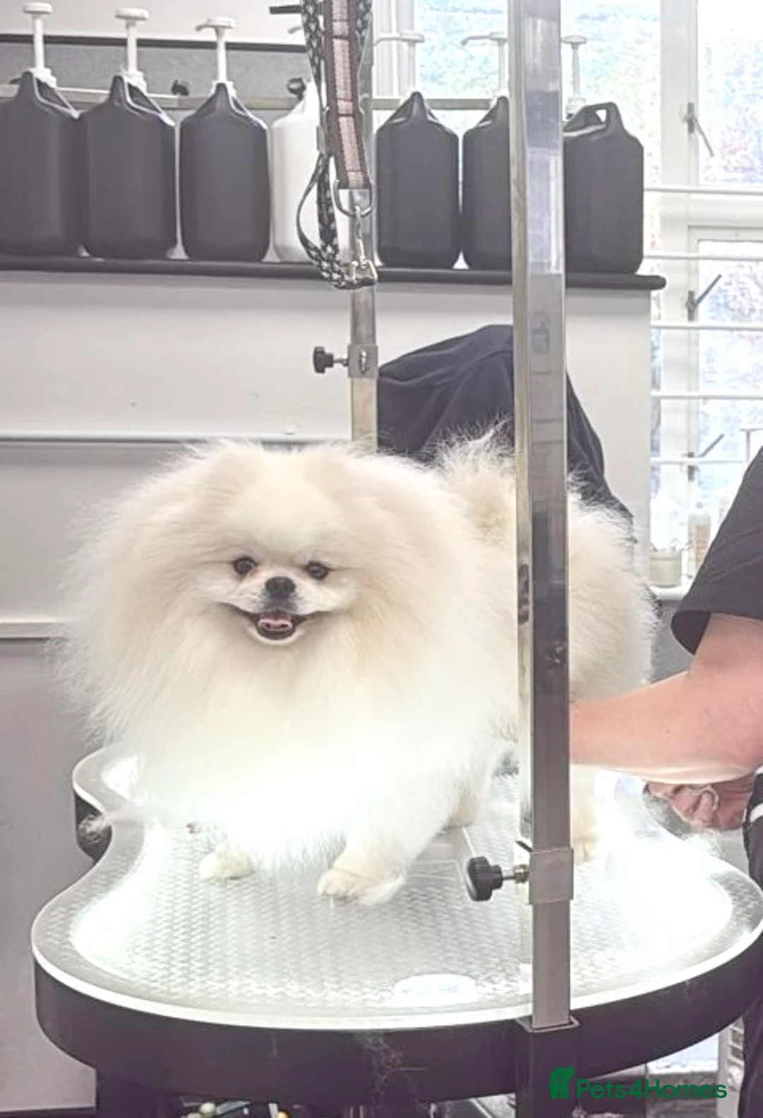 Pomeranian dogs for stud: PROVEN STUD -KC Registered Bear‑Face Pomeranian - Advert 2