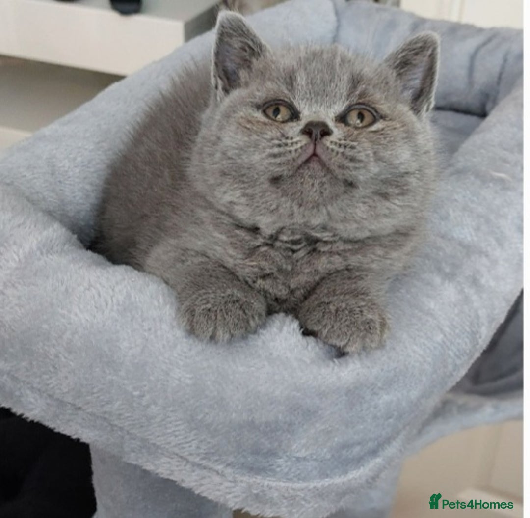 British Shorthair cats for sale: OUTSTANDING🏆PEDIGREE🎖CH SIRED in Dudley - Image 5