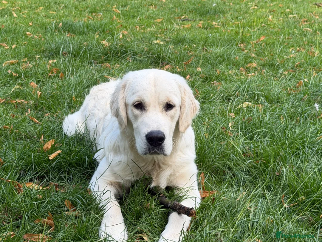 Golden Retriever dogs for sale: Male Golden Retriever  in Carlisle - Advert 2