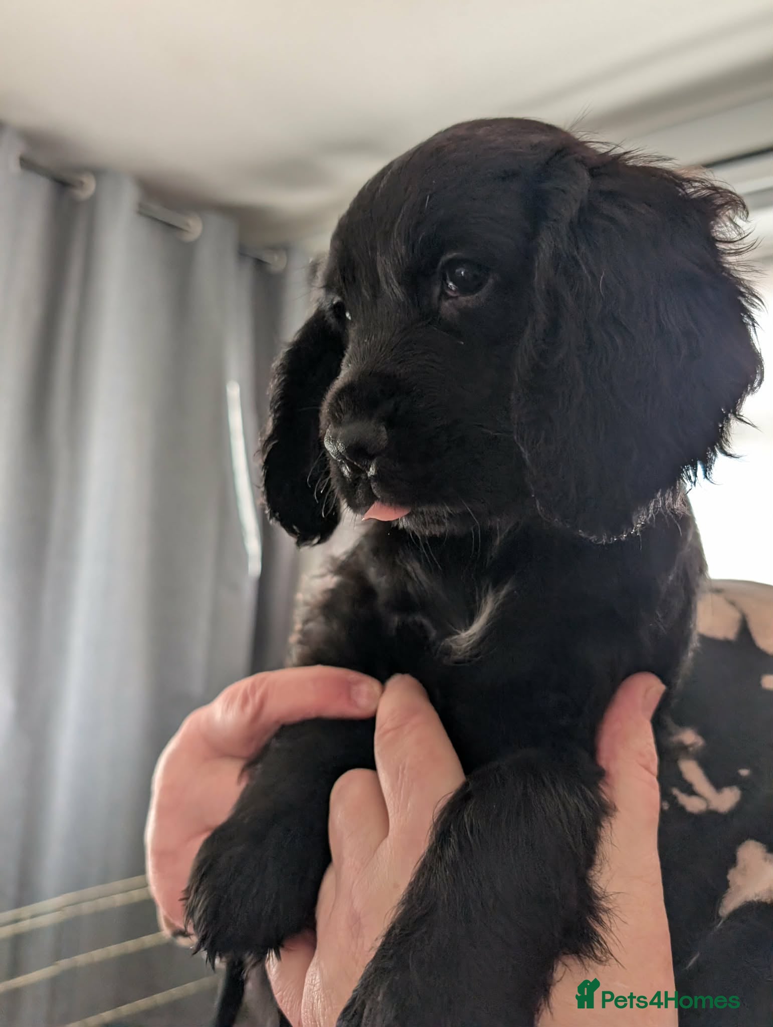 Cocker Spaniel dogs 💛 Cocker Spaniel Puppies - Ready 4th January 💛 - Advert 5