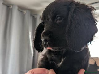 Cocker Spaniel dogs 💛 Cocker Spaniel Puppies - Ready 4th January 💛 - Advert 3