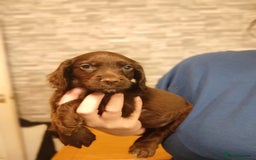 Cocker Spaniel dogs for sale: Chocolate working cocker spaniel puppies - Image 5