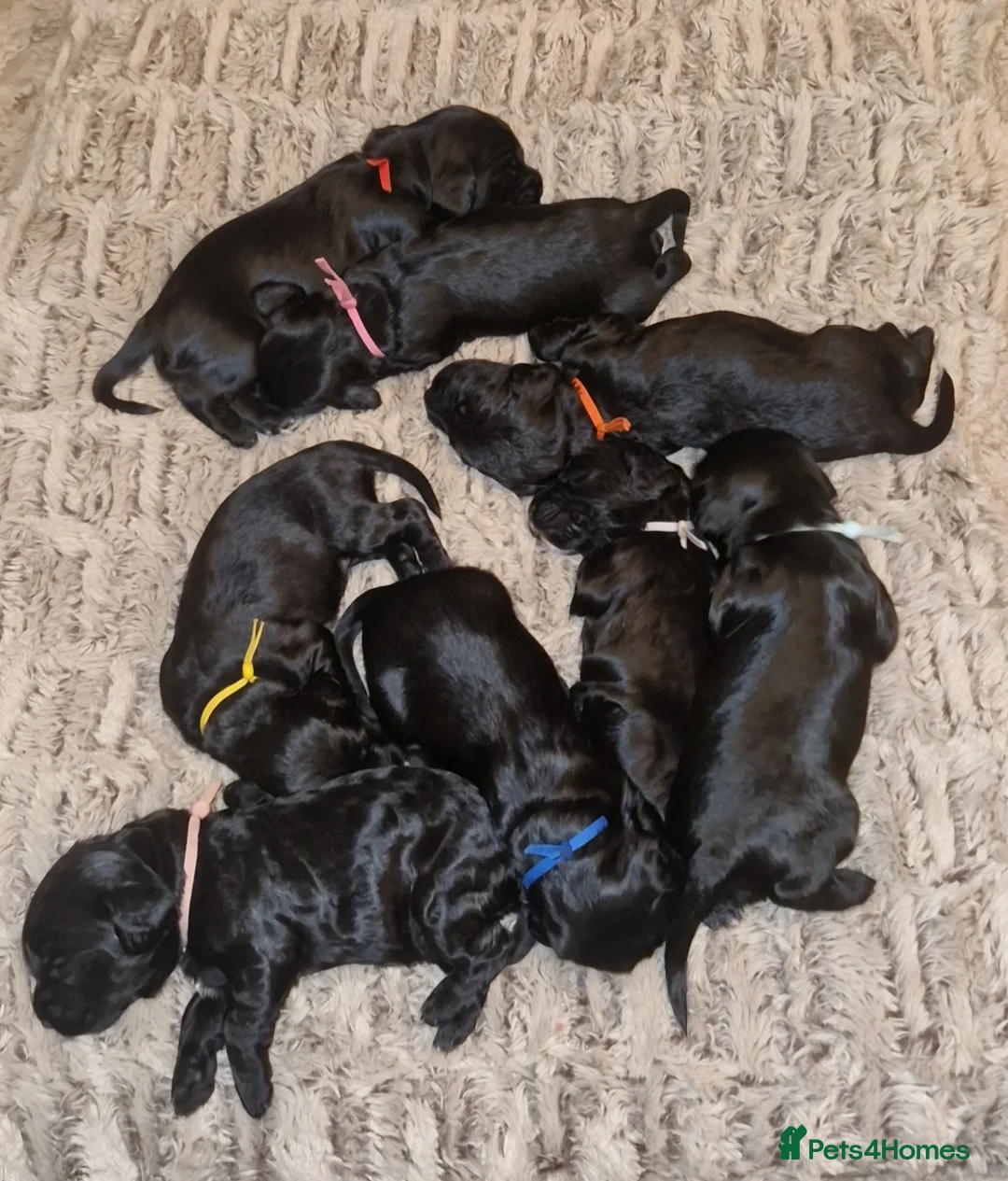Sproodle dogs for sale: Sproodle f1b puppies - Advert 36