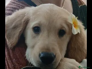 Golden Retriever dogs Ready to leave GOLDEN RETRIEVERS. - Advert 4