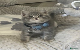 British Shorthair cats for sale: GCCF British Shorthairs **READY NOW** in Manchester - Image 3