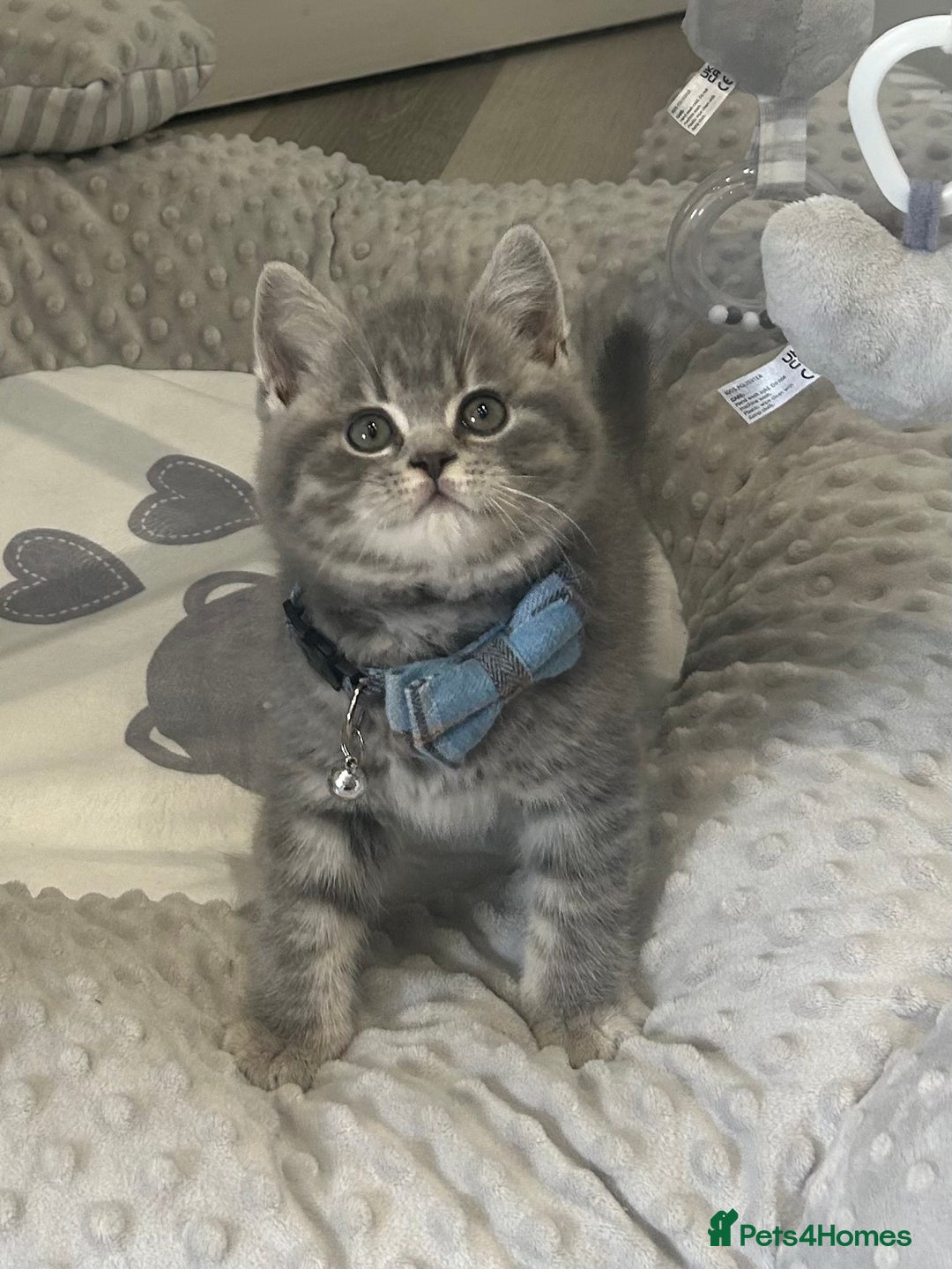 British Shorthair cats for sale: GCCF British Shorthairs **READY NOW** in Manchester - Image 3