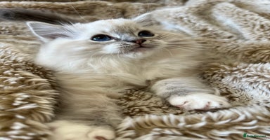 Ragdoll cats GCCF Registered Ragdoll Kittens  - Advert 16