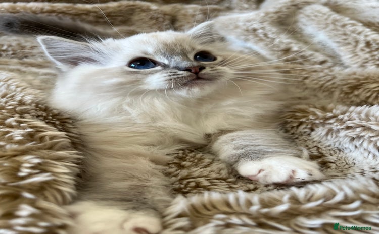 Ragdoll cats GCCF Registered Ragdoll Kittens  - Advert 10