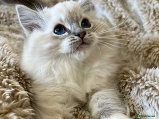Ragdoll cats GCCF Registered Ragdoll Kittens - Advert 1