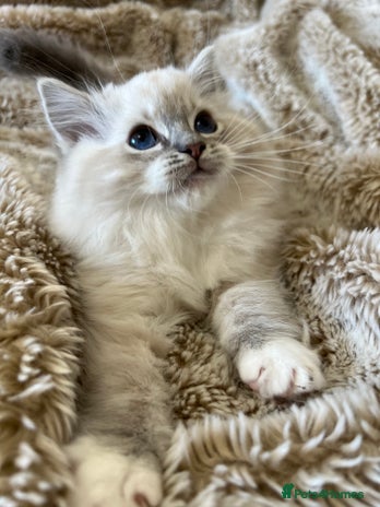 Ragdoll cats GCCF Registered Ragdoll Kittens - Advert 4