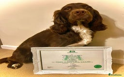 Sprocker dogs for sale: 2 black males !!! 😍 Beautifully marked sprocker! - Image 26