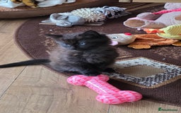 Mixed Breed cats for sale: Little boy looking for a loving home - Image 6