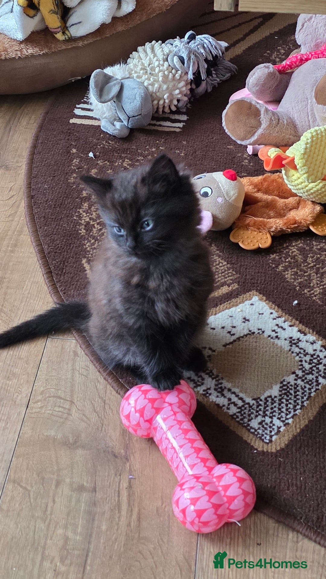 Mixed Breed cats for sale: Little boy looking for a loving home - Image 6