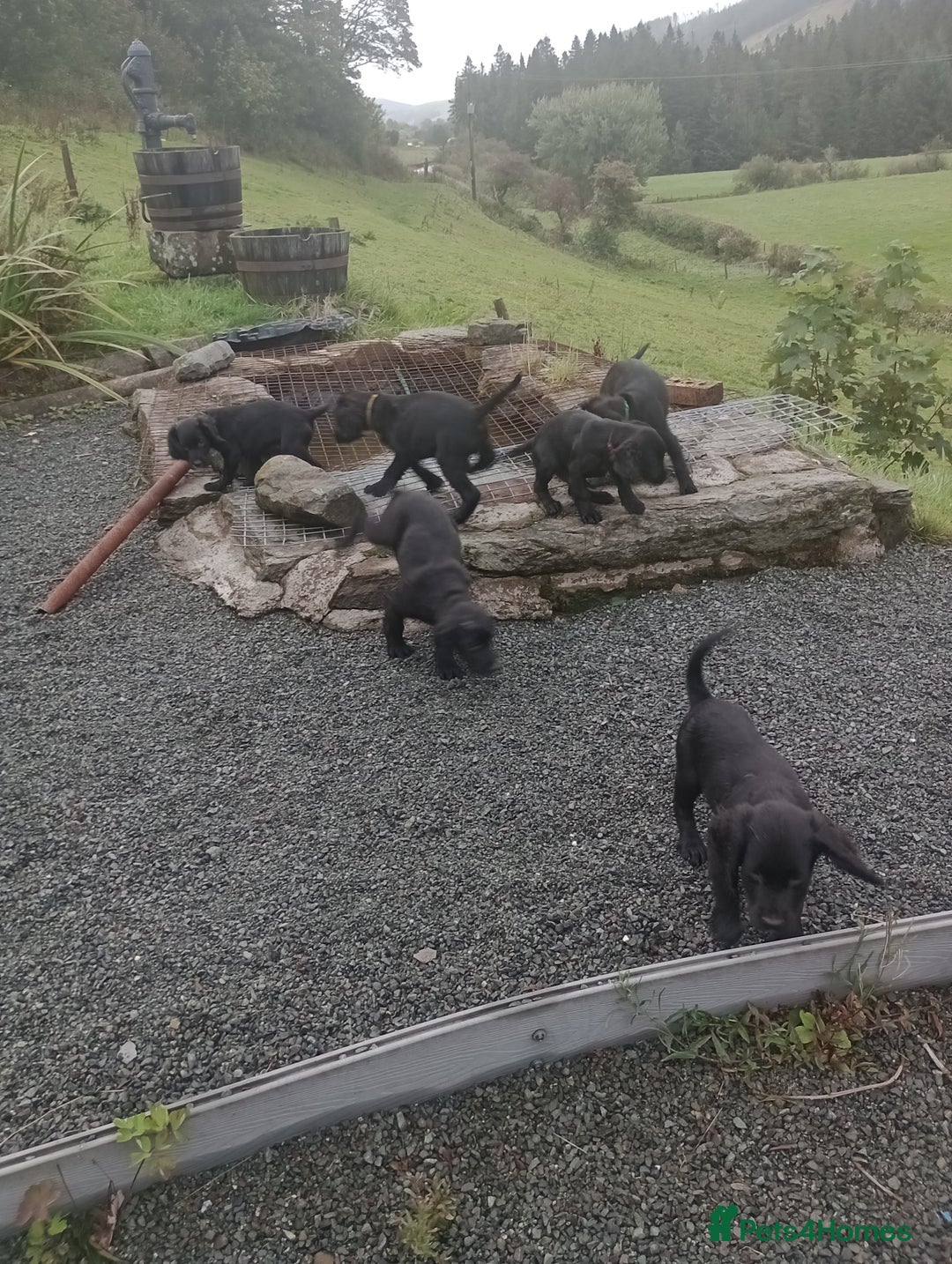 Sprocker dogs for sale: 8 gorgeous Sprocker puppies  - Image 15