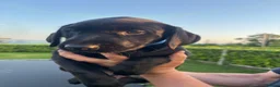 Labrador Retriever dogs for sale: Stunning black Labrador pups for sale  - Advert 14