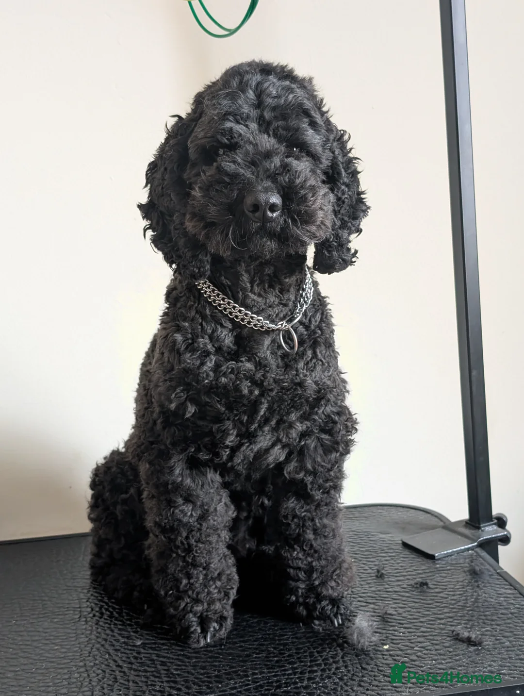 Cockapoo dogs for sale: Toy  teddy cockapoo babies  - Advert 2