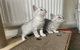 British Shorthair cats for sale: Silver spotted British Shorthair kittens  - Image 1