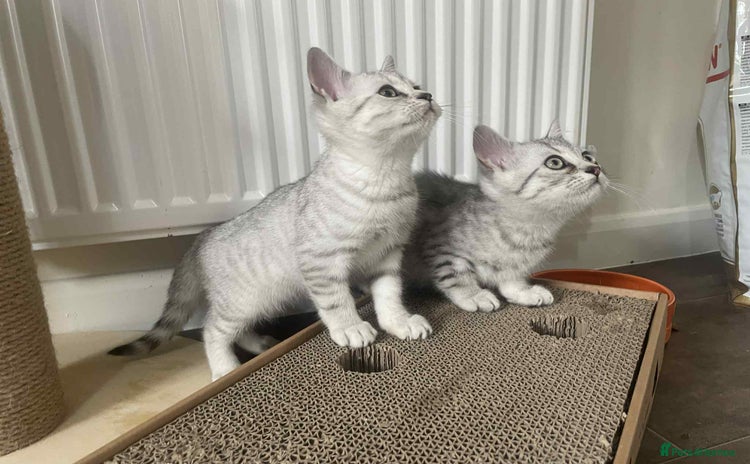 British Shorthair cats - Advert 9