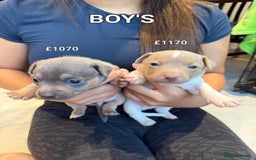 Jack Russell dogs for sale: Pure Jack russell puppies. Ultra-Rare colored.  - Advert 5