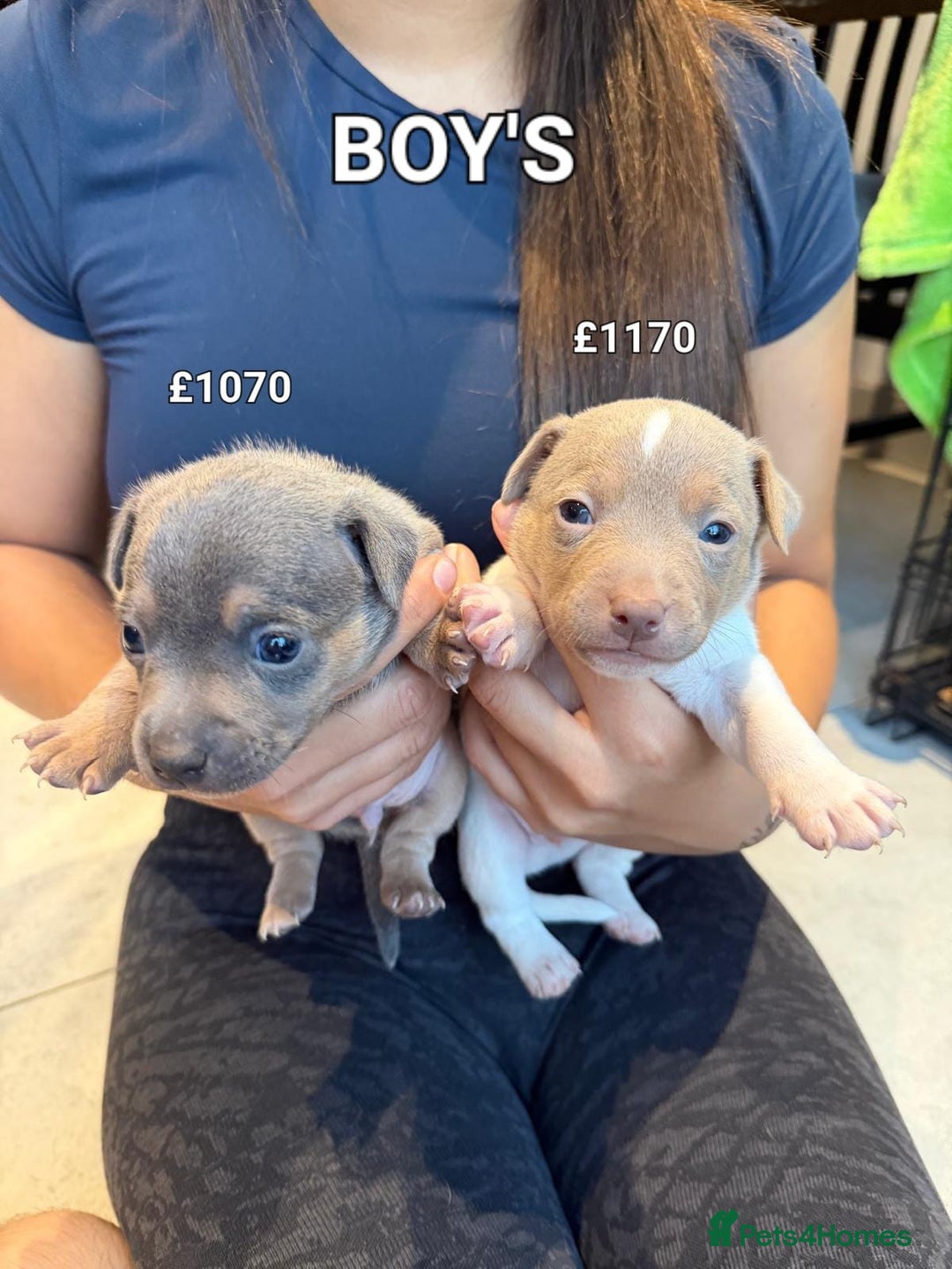 Jack Russell dogs for sale: Pure Jack russell puppies. Ultra-Rare colored.  - Advert 5