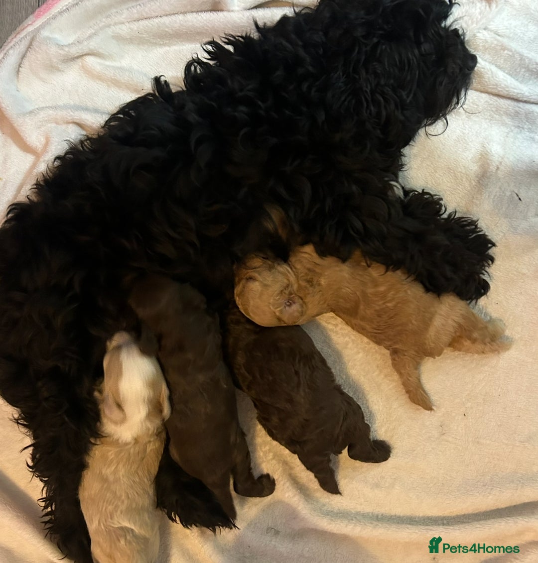Shihpoo dogs for sale: 4 Beautiful Toy poodle x Shihpoos - Image 10