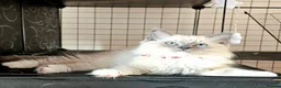 Ragdoll cats for sale: Ragdoll kittens bluepoint mitted  - Advert 9