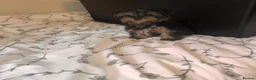 Yorkshire Terrier dogs for sale: Yorkshire terrier puppies  - Advert 10