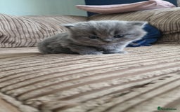 British Longhair cats for sale: BRITISH LONGHAIR/RAGDOLL/MAINE COON FOR SALE - Image 4