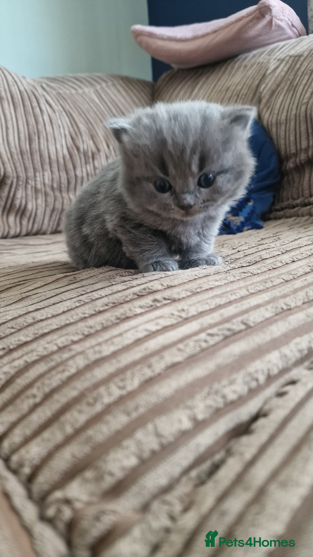 British Longhair cats for sale: BRITISH LONGHAIR/RAGDOLL/MAINE COON FOR SALE - Image 4