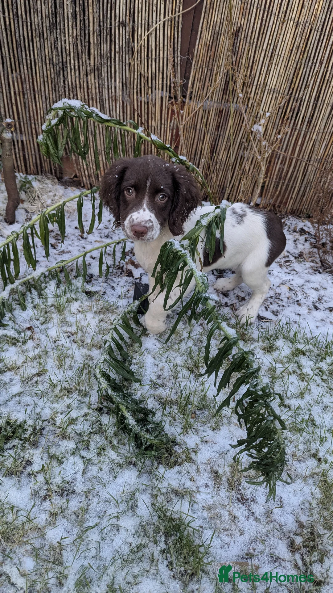 English Springer Spaniel dogs for sale: English springer spaniel puppy - Advert 5