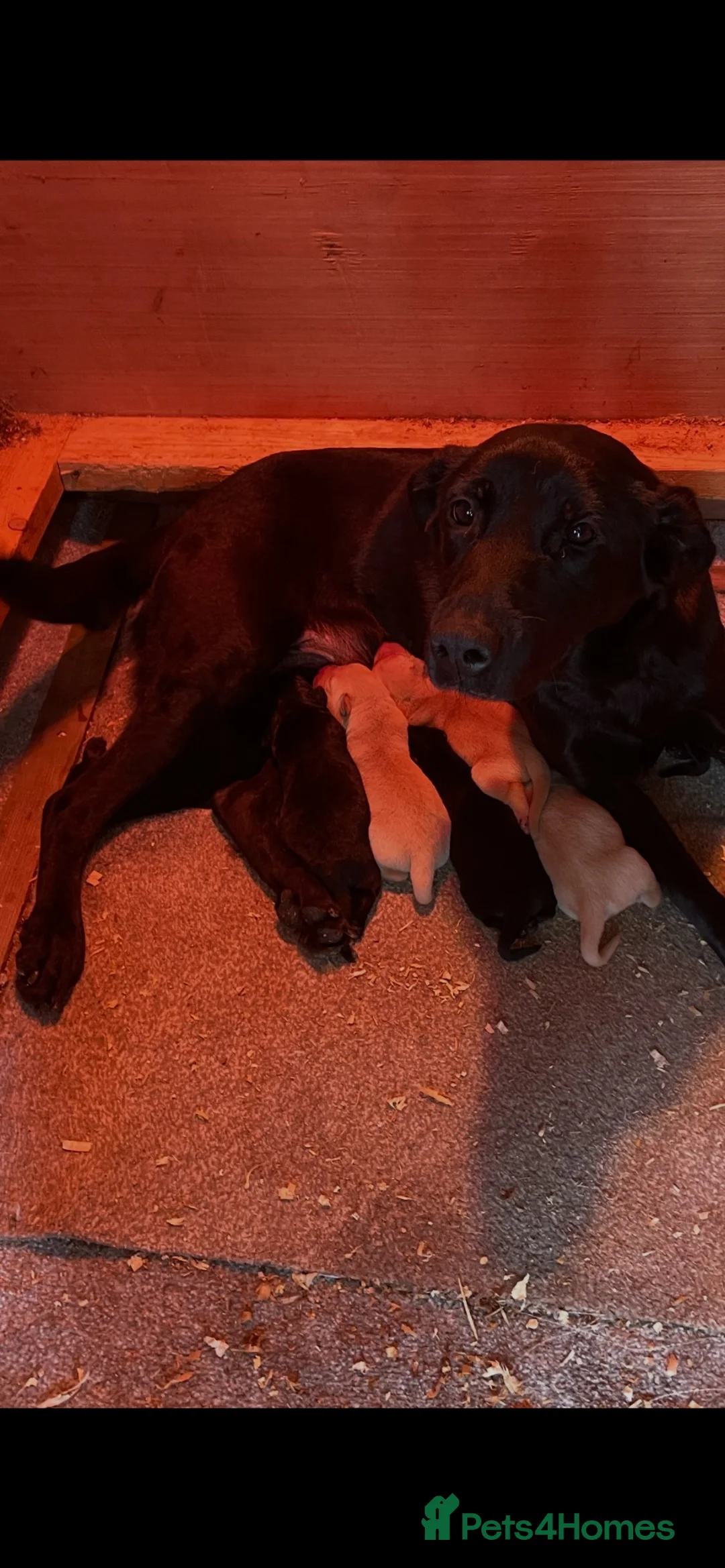 Labrador Retriever dogs for sale: KC Registered Labrador Pups in Mauchline - Advert 4