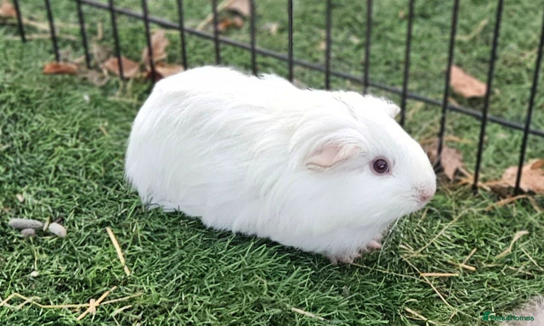 Guinea Pig rodents for sale: Guinea pigs  - Advert 4