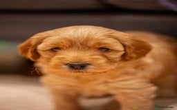 Cockapoo dogs for sale: Stunning F2b Miniature Cockapoos / Health Tested - Image 22