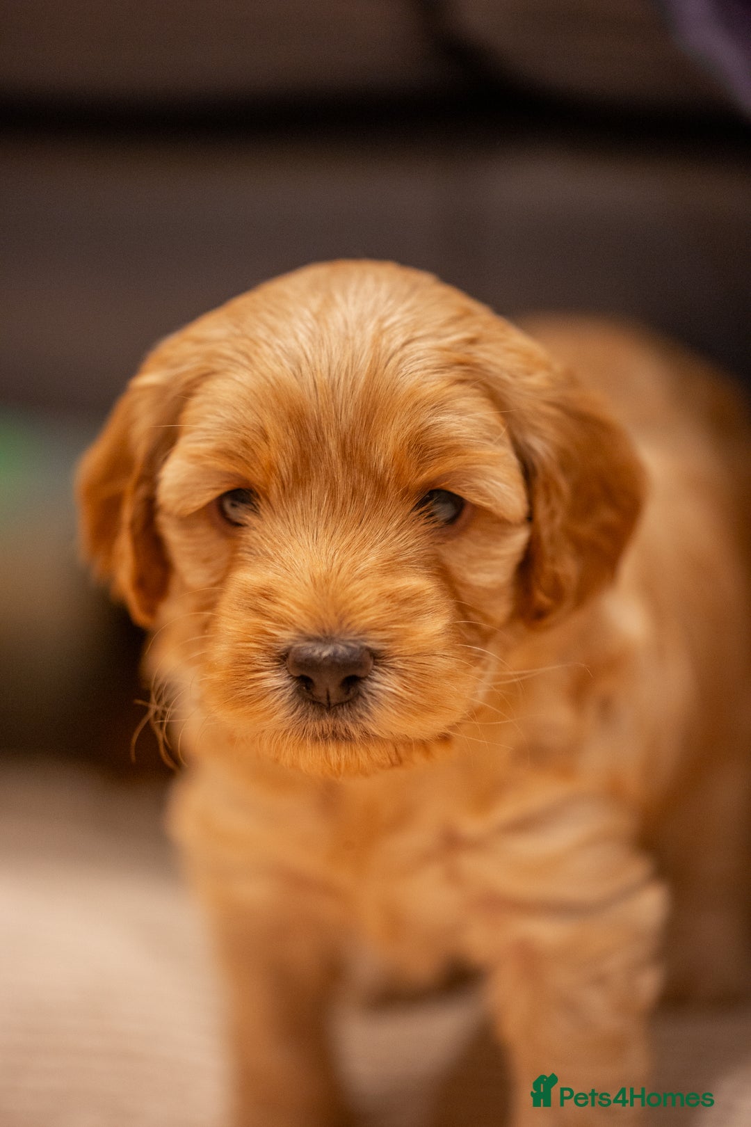 Cockapoo dogs for sale: Stunning F2b Miniature Cockapoos / Health Tested - Image 22