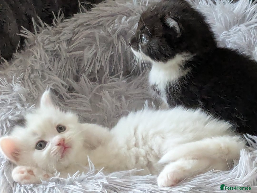British Shorthair cats for sale: kittens - Image 6