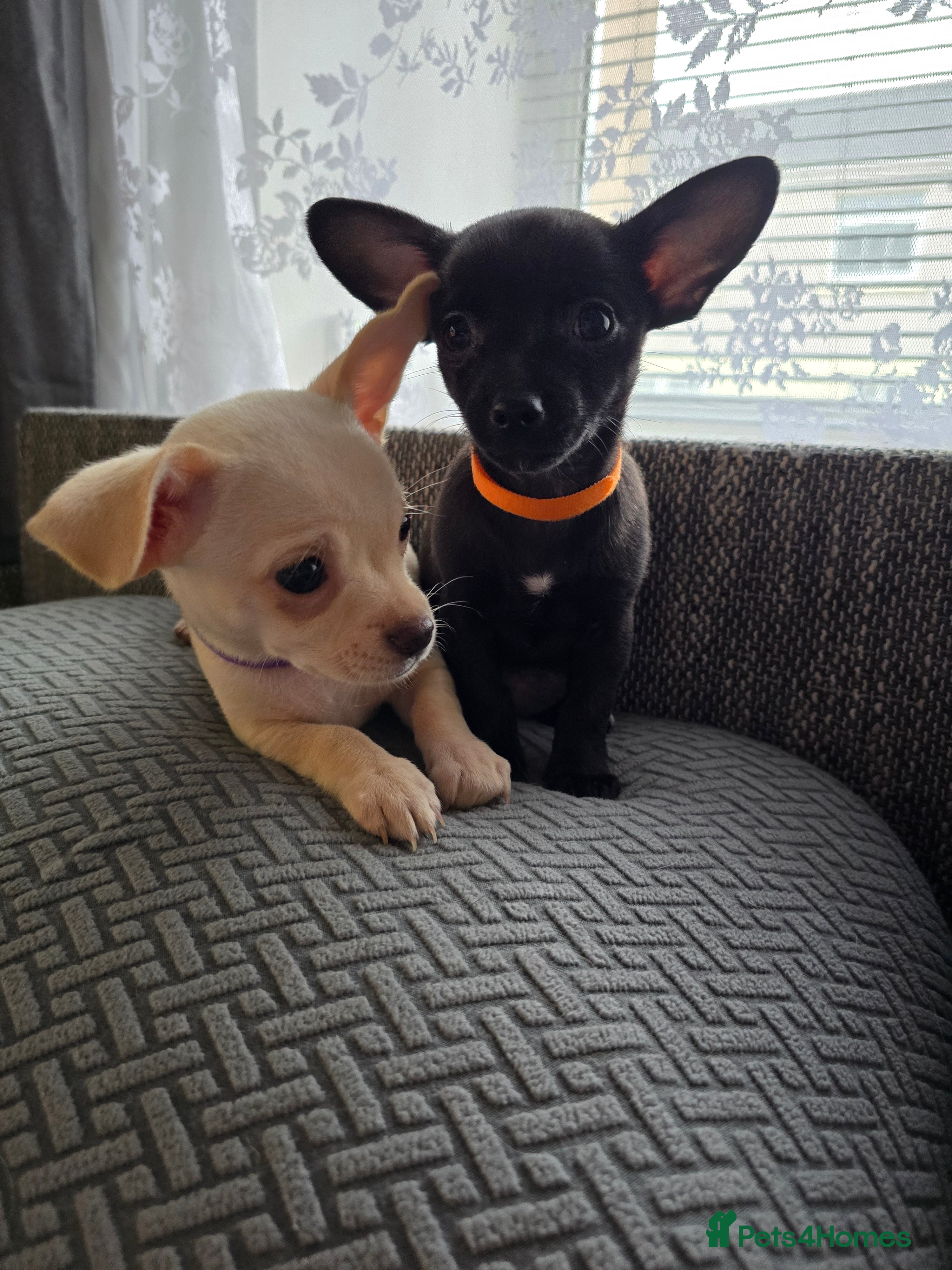 Chihuahua dogs Beautifull Chihuahua Puppies - Advert 1