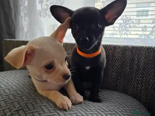 Chihuahua dogs Beautifull Chihuahua Puppies - Advert 1