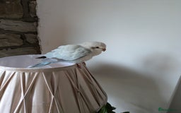 Parakeets birds for sale: Pretty Baby Quaker Monk parakeet male - Image 5