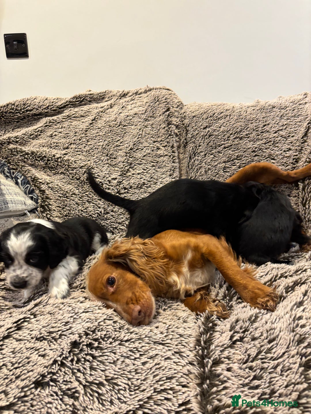 Mixed Breed dogs for sale: Beautiful cocker x collie puppies for sale - Advert 6