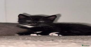 Mixed Breed cats - Advert 10