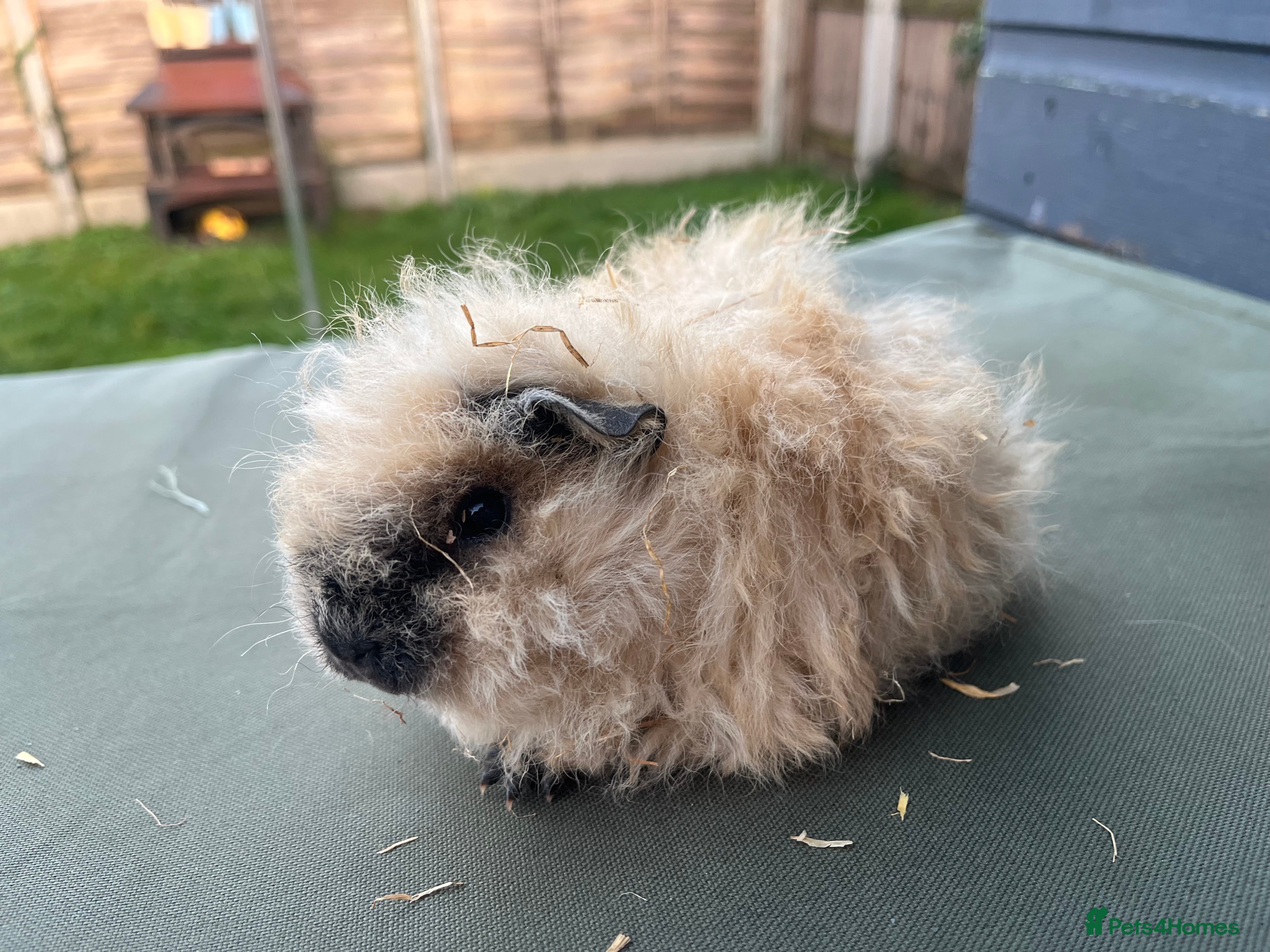 Guinea Pig rodents ALPACA SISTER PAIR. Born in Nov not Dec 🤦‍♀️🤣 - Advert 1